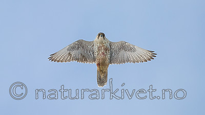 BB 13 0307 / Corvus corax / Ravn <br /> Falco rusticolus / Jaktfalk